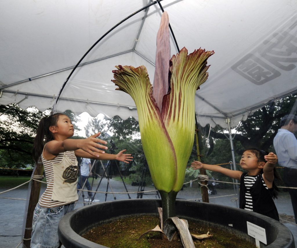 Visão Flor que cheira a morte está a florir ao fim de 6 anos assista em direto, só vai durar Visão Flor que cheira a morte está a florir ao fim de 6 anos assista em direto, só vai durar