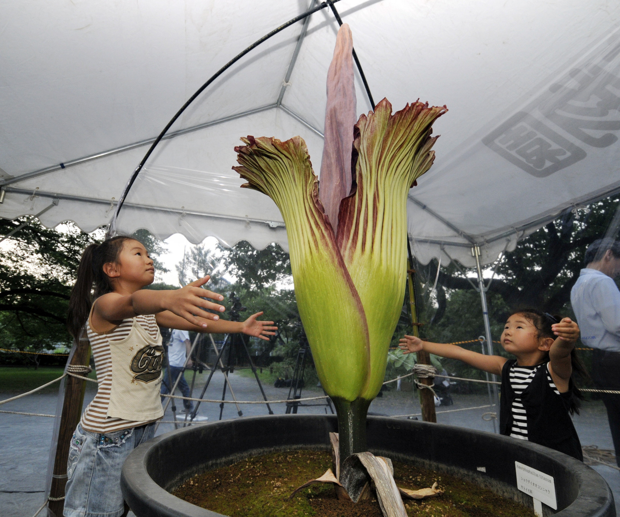 titan arun, a flor que cheia a morte