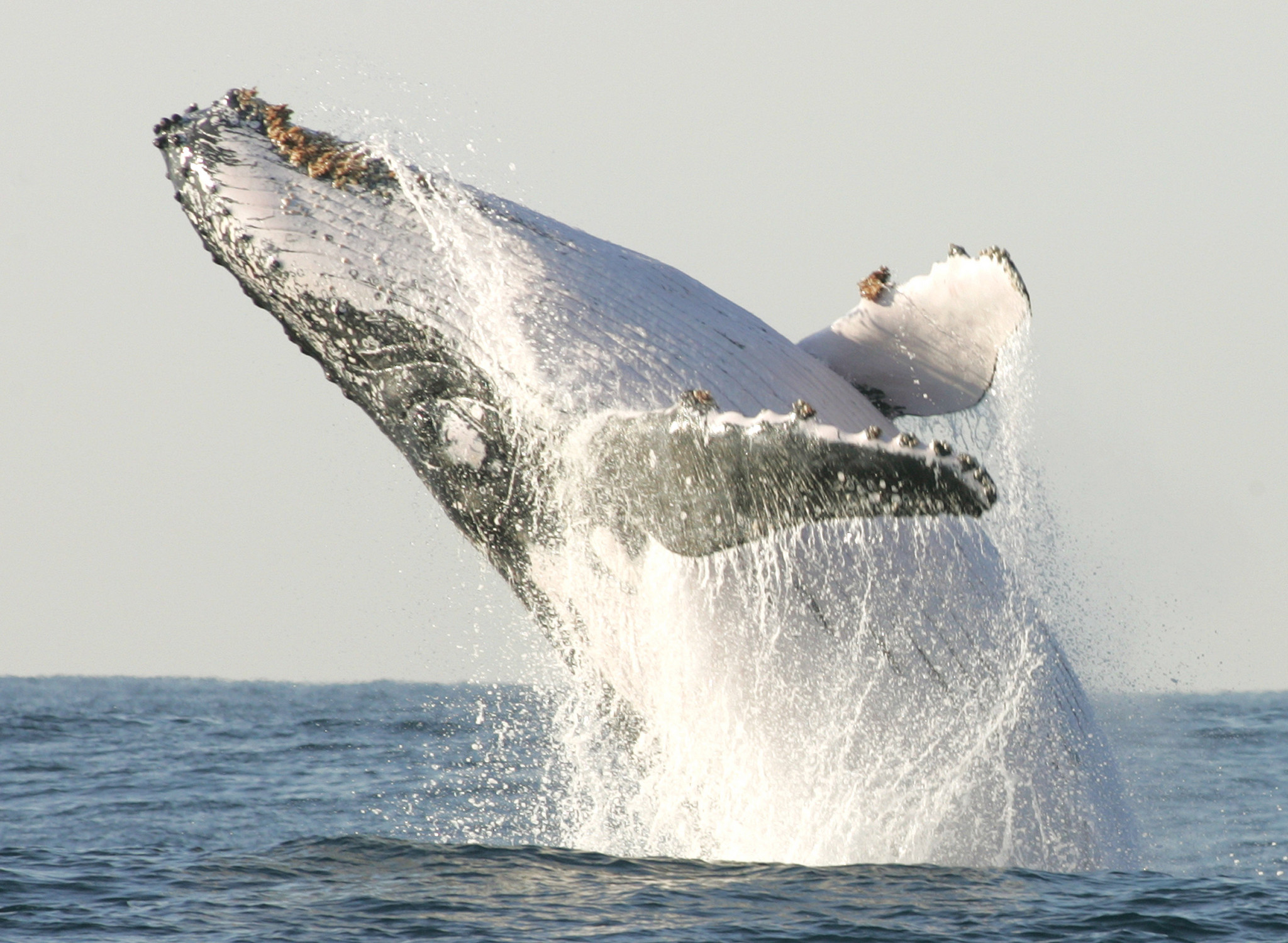 baleia corcunda