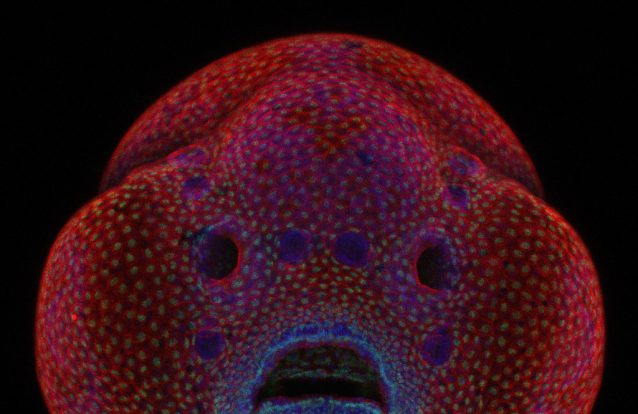 As fotografias microscópicas mais impressionantes do Nikon Small World 19