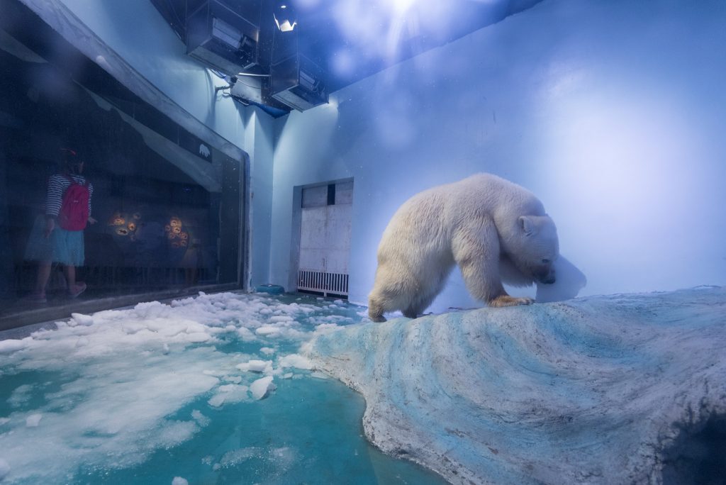Centro comercial vai manter urso polar em cativeiro. Porque fica bem nas selfies?