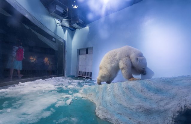 Centro comercial vai manter urso polar em cativeiro. Porque fica bem nas selfies?