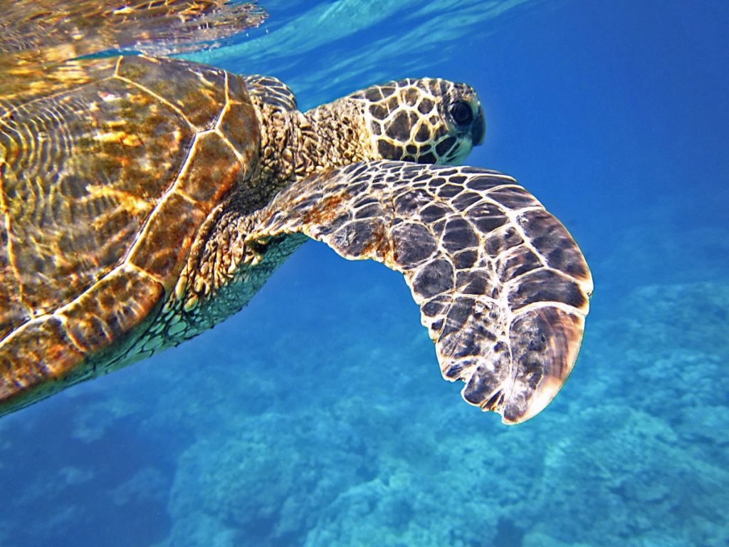 99% das tartarugas-verdes do Pacífico estão a nascer fêmeas. E a culpa é do aquecimento global
