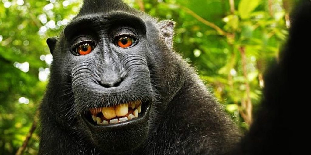 20 melhor ideia de Foto de macaco