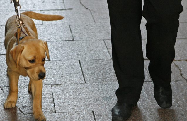 A verdadeira razão pela qual gostamos de passear os nossos cães