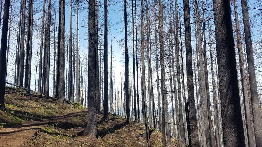 Adolescente condenado a pagar 31 milhões de euros por atear incêndio no Oregon