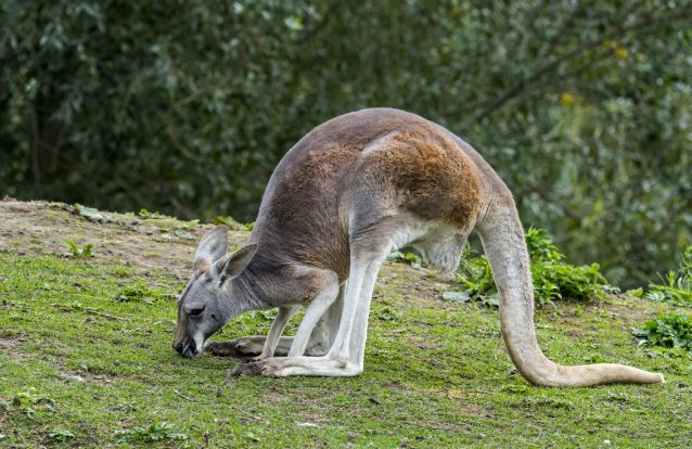 Agricultores australianos a braços com seca grave com permissão para matar cangurus