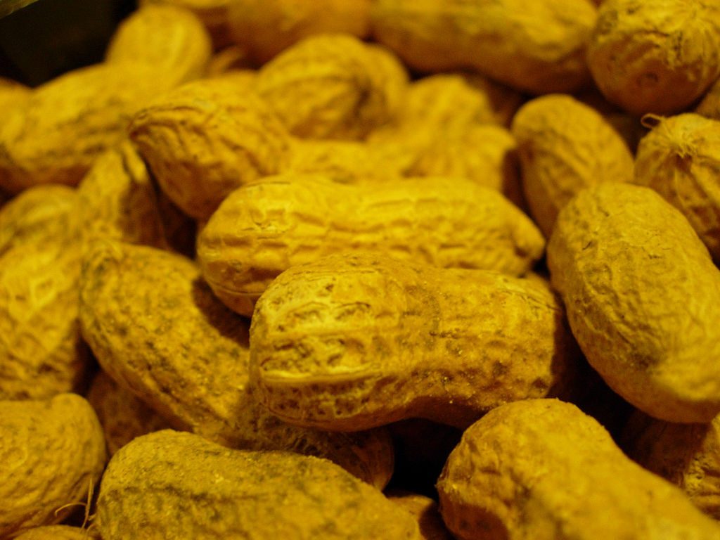 Alergia a amendoins pode ser evitada com... amendoins