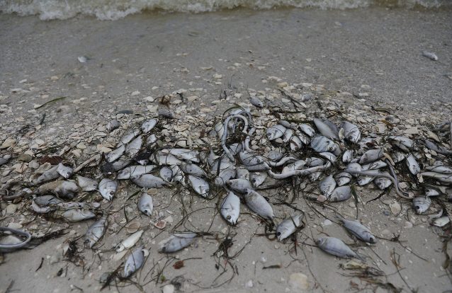 Algas tóxicas invadem praias americanas
