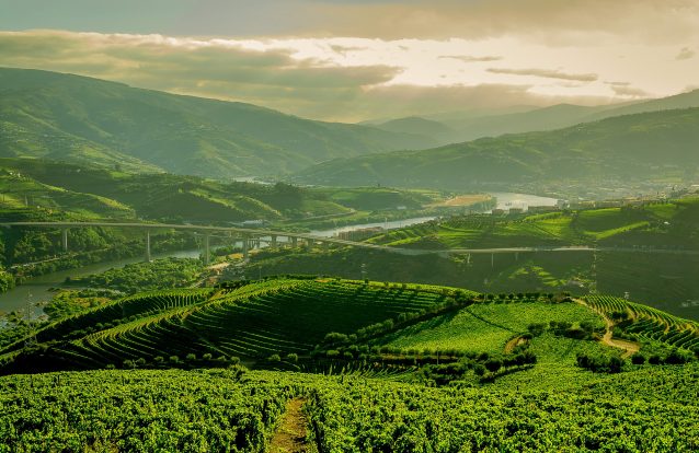All around Douro: Primeira rota de enoturismo passa por 16 quintas