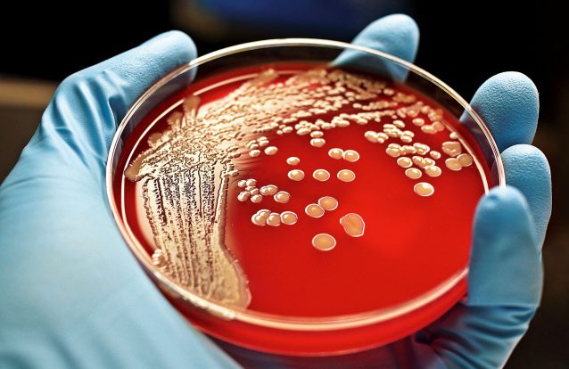 Antibióticos, 90 anos de história 