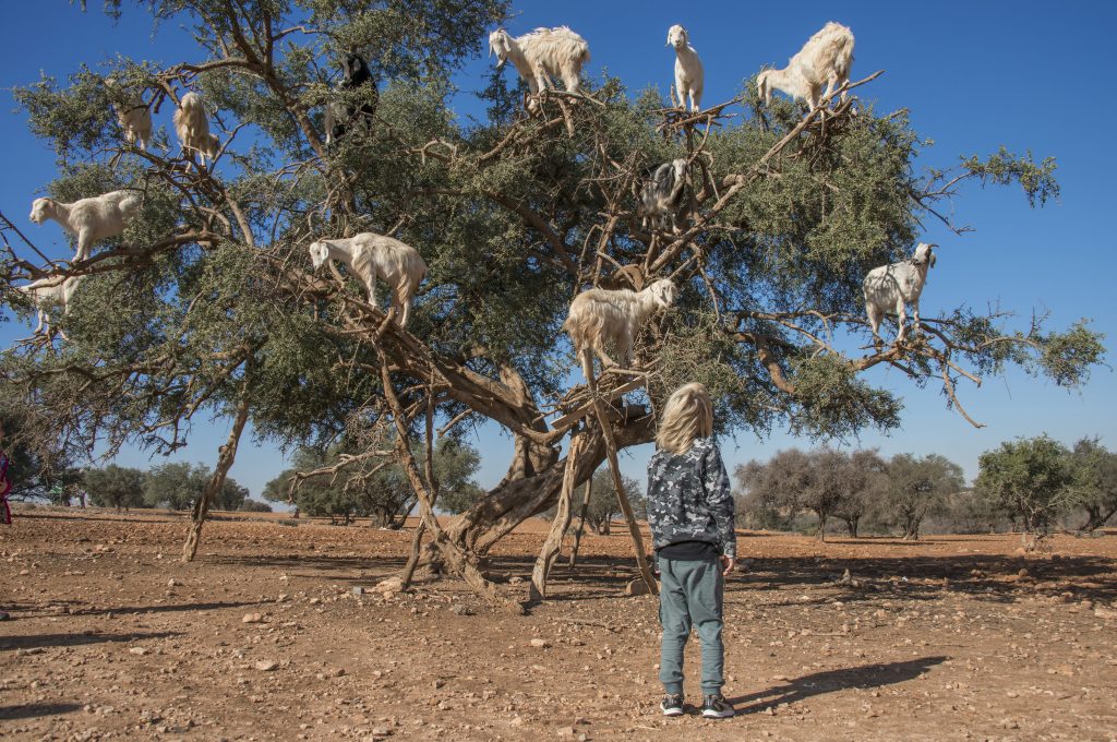 As cabras marroquinas estarão a ser forçadas a subir às arvores para atrair turistas