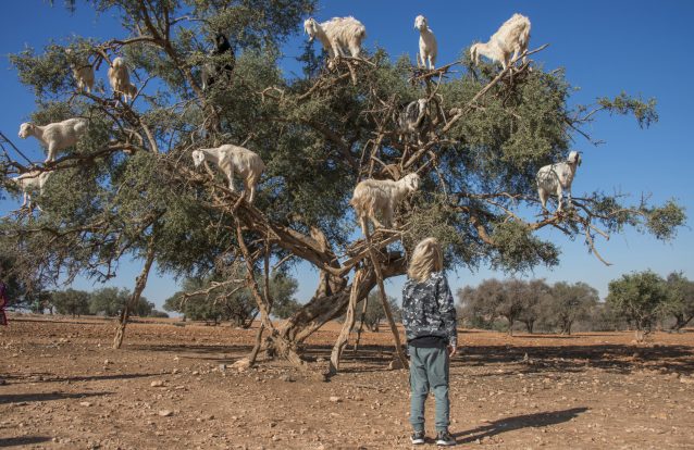 As cabras marroquinas estarão a ser forçadas a subir às arvores para atrair turistas