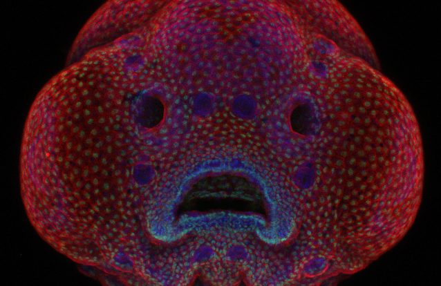 As espetaculares fotografias microscópicas do Nikon Small World