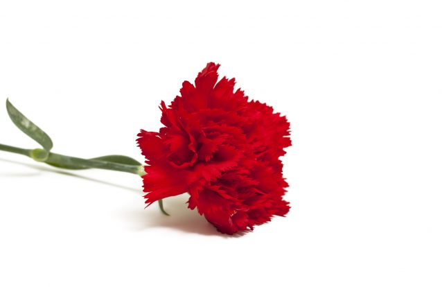 As mulheres do Couço