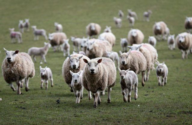 As ovelhas são capazes de reconhecer rostos humanos