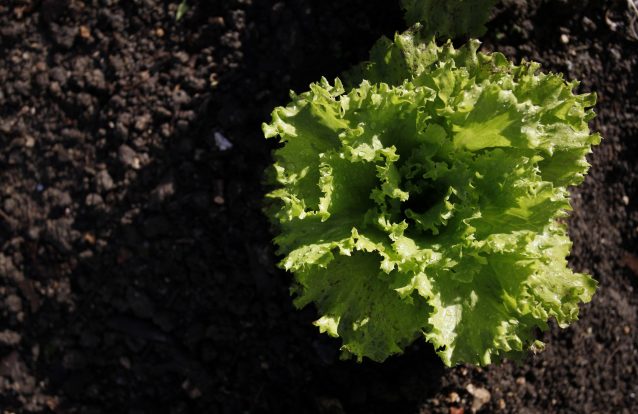 Associação abre loja de produtos biológicos em Cascais