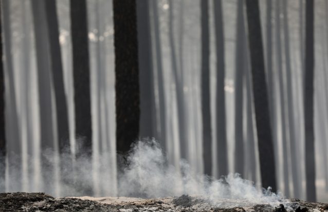 Associação para investimento florestal diz que proposta do Governo "pouco séria"