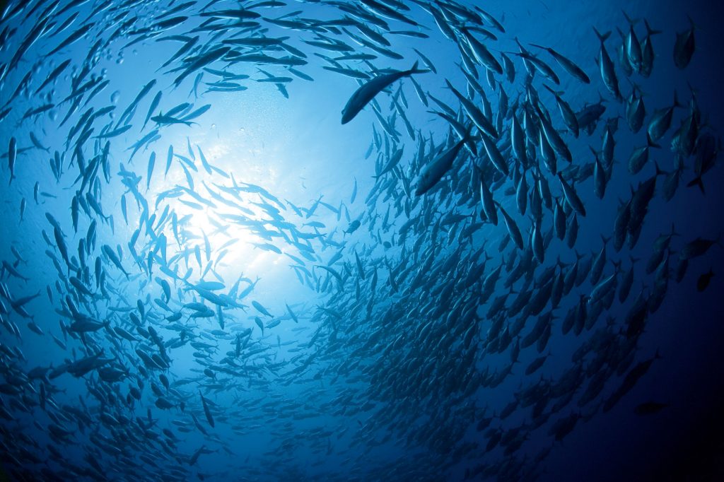 Até quando vamos ter peixe?