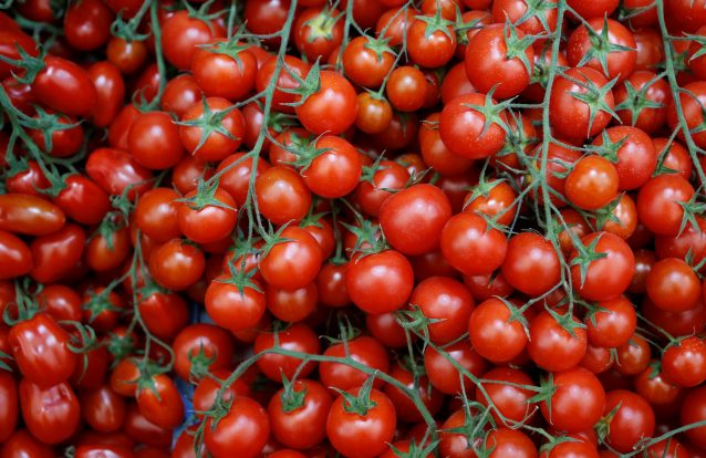 Atenção! O frigorífico dá-lhe cabo dos tomates