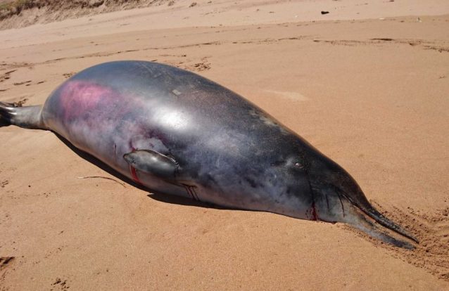 Baleia misteriosa com dentes a mais intriga cientistas