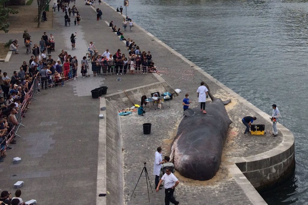 "Baleia morta" junto ao Sena assusta parisienses e turistas