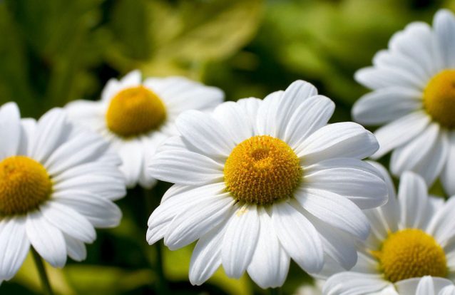 Bem-me-quer, Mal-me-quer…  Muito, pouco ou nada?