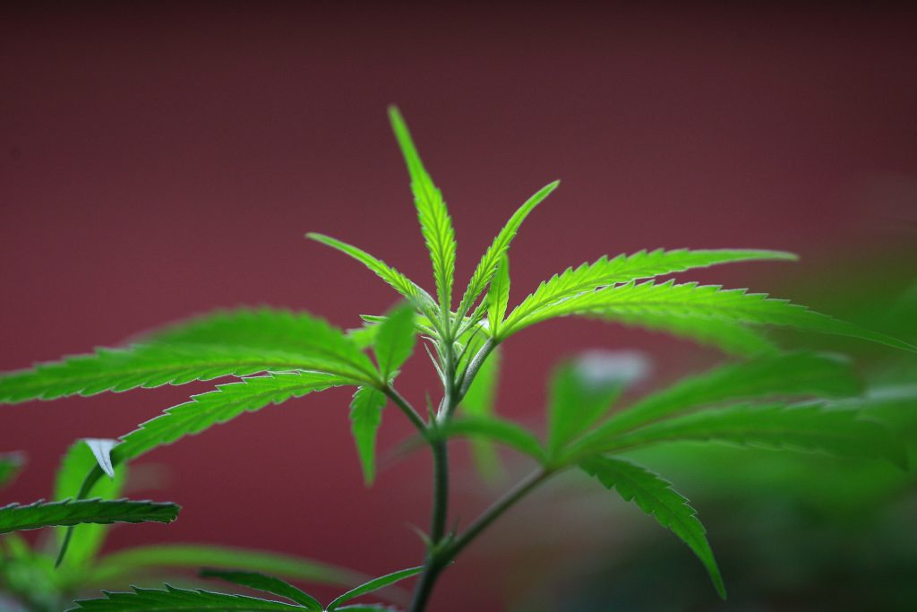 Bilionários americanos investem milhões na batalha pró e contra a legalização da marijuana