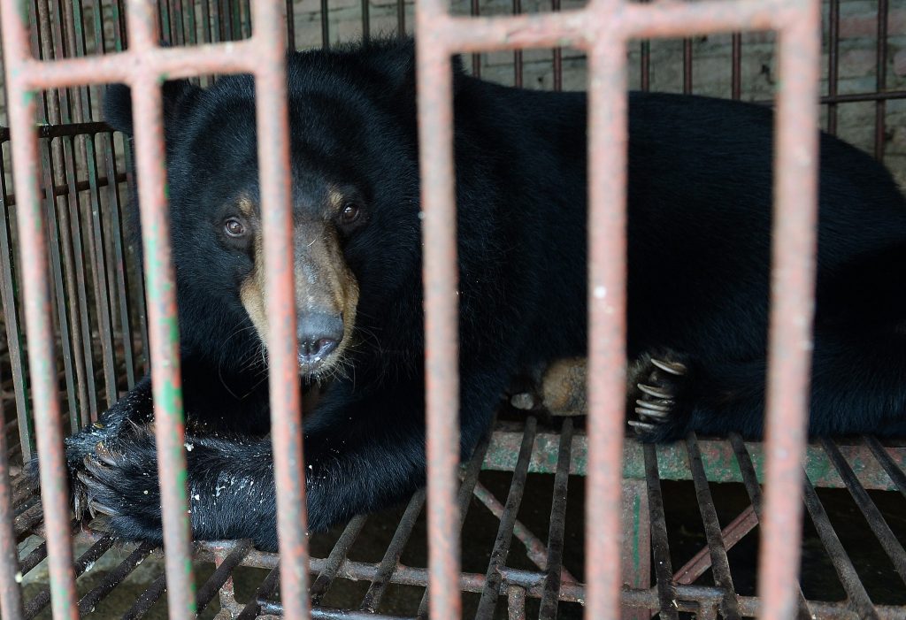 Bílis de urso usada na medicina tradicional chinesa é alvo de reprovação