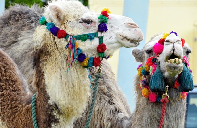 Camelos desqualificados de concurso de beleza por usarem... botox