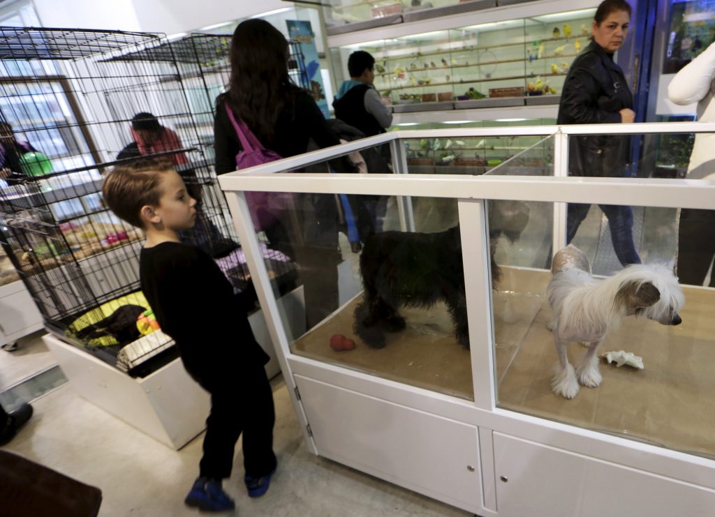 Canadá: A proibição da venda de animais em lojas pode ser uma realidade em mais uma cidade
