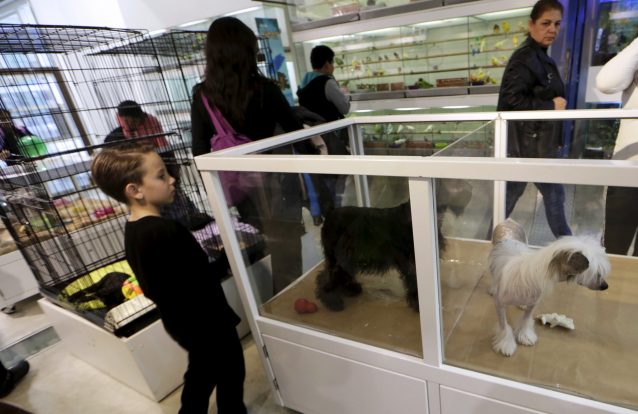 Canadá: A proibição da venda de animais em lojas pode ser uma realidade em mais uma cidade