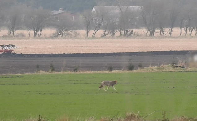 Captado em vídeo momento em que a única fêmea de lobo selvagem da Dinamarca foi abatida a tiro