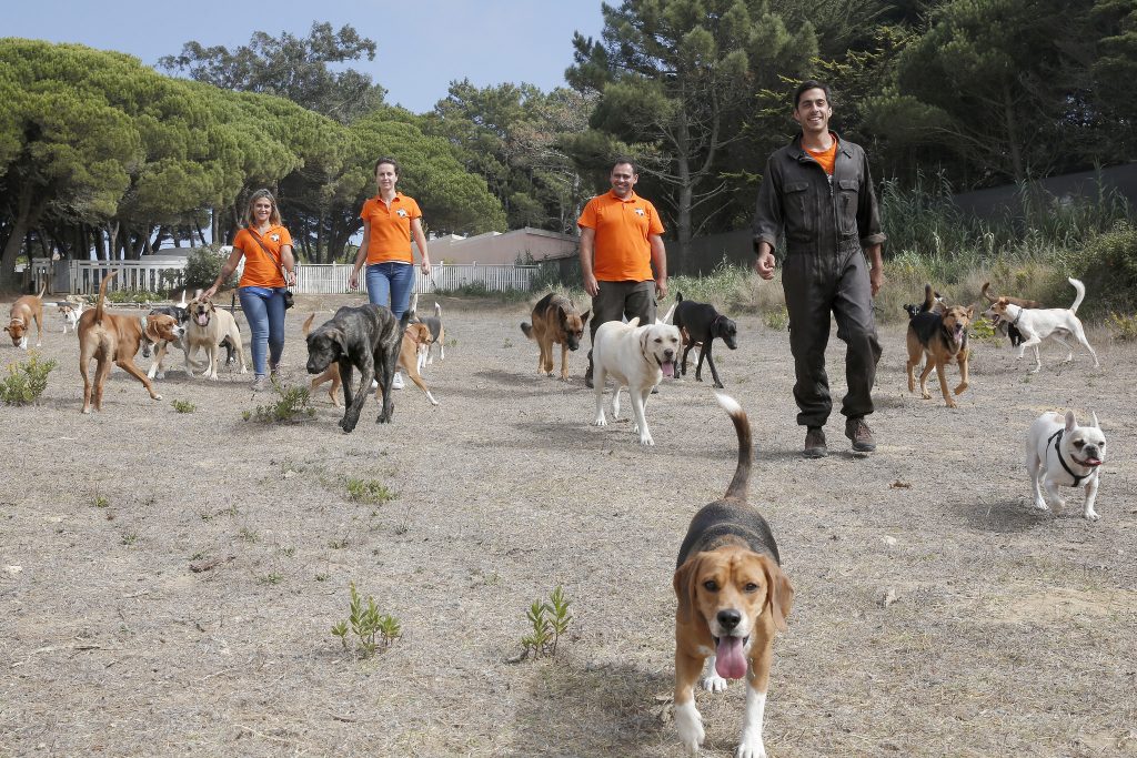 Centro Tiago Patel: ateliê de tempos livres para cães, enquanto os donos estão a trabalhar