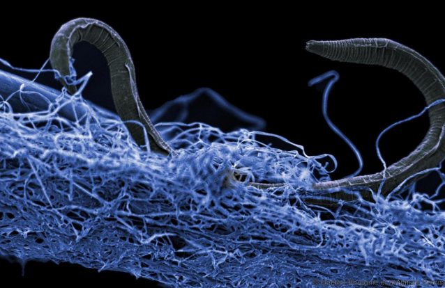 Cientistas descobrem espécie de bactéria que se "alimenta" de petróleo no fundo da Fossa das Marianas