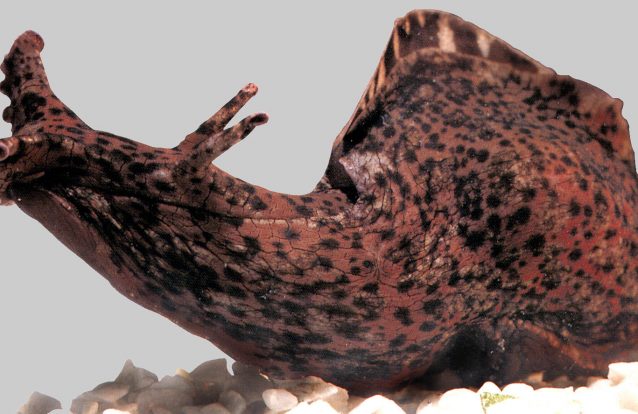 Cientistas fizeram um "transplante de memória" entre lesmas do mar