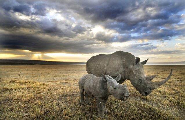 Cientistas preveem redução de 25% no tamanho médio dos animais ao longo do próximo século