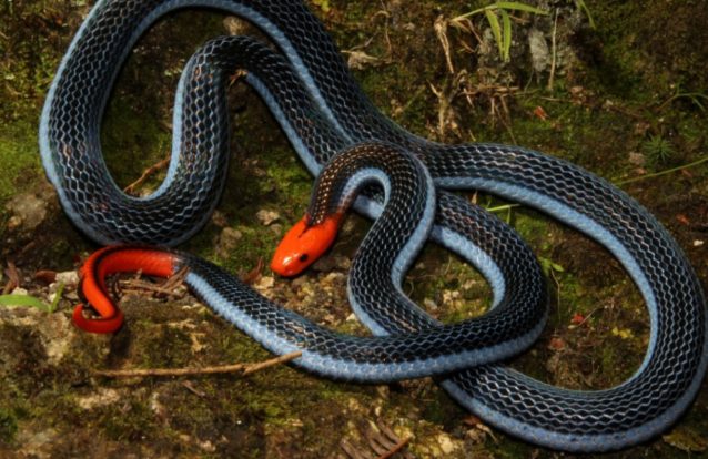 Cobra Coral Azul: A "assassina dos assassinos"