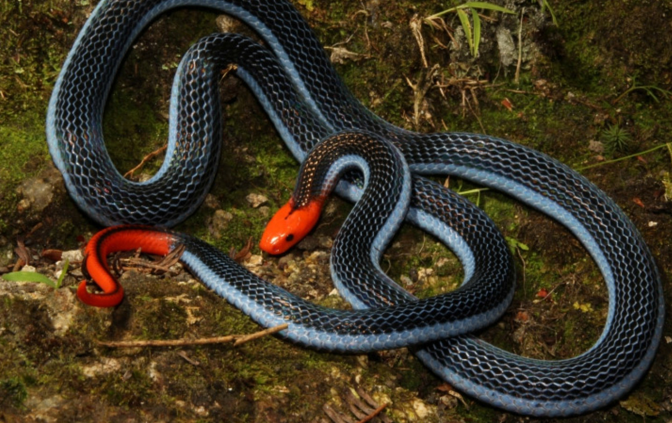 Sonhar Com Cobra Azul, O Que Significa?