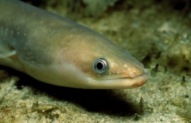 Cocaína que vai parar aos rios anda a deixar as enguias europeias "hiperativas"