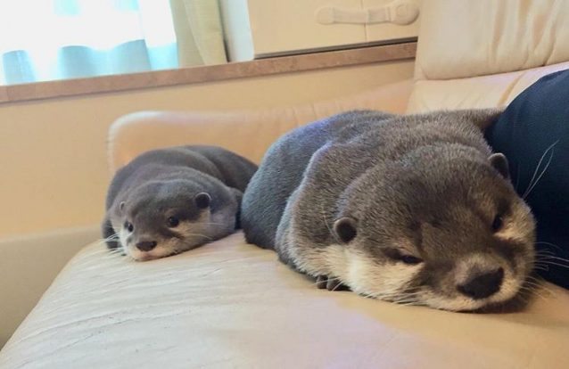 Como o Instagram está a levar as lontras à extinção na Ásia