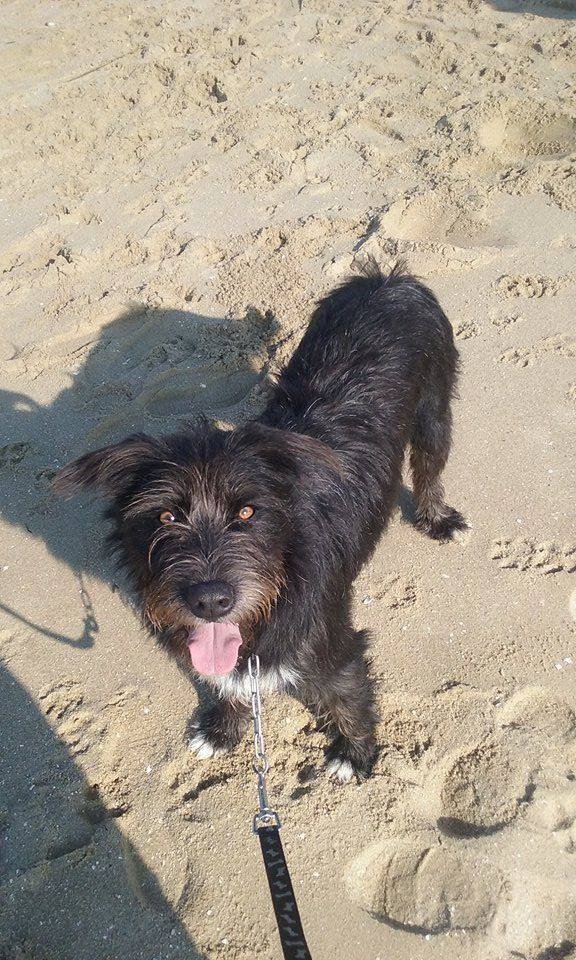 Como ser solidário no dia dos namorados? Passeie os cães do canil