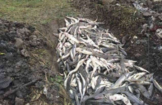 Construção de complexo turístico "ecológico" no centro da China causa morte de 6 mil peixes