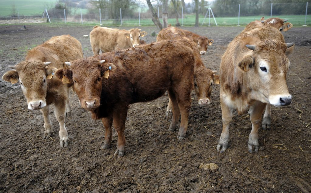 Dar antibióticos a mais aos animais de consumo põe em causa a saúde humana, diz a OMS