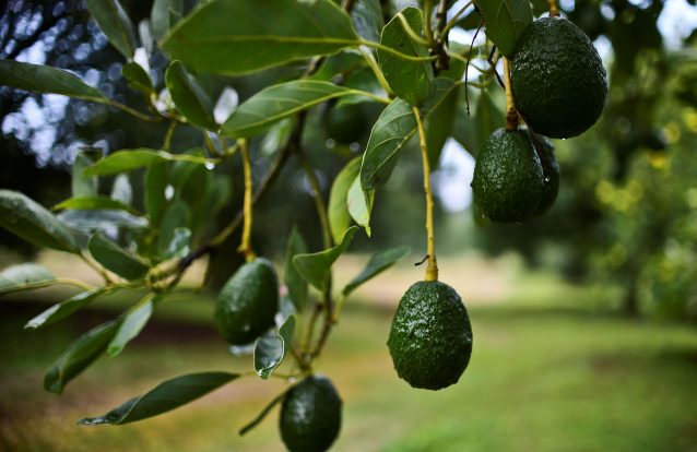 Depois de ler este texto vai pensar duas vezes antes de voltar a comer abacate