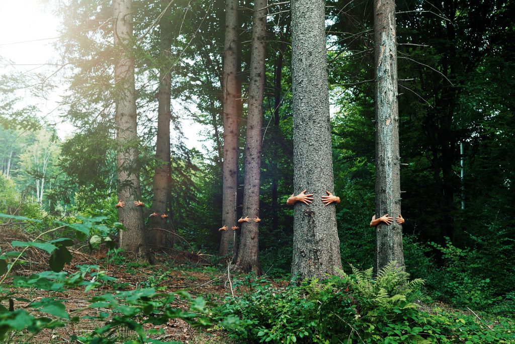 Descubra a 'shinrin-yoku', a terapia japonesa dos banhos de floresta