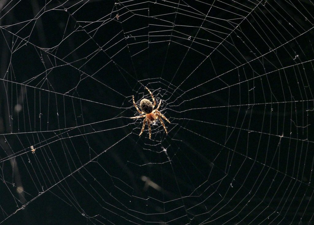 Visão Descubra as propriedades incríveis das teias de aranha