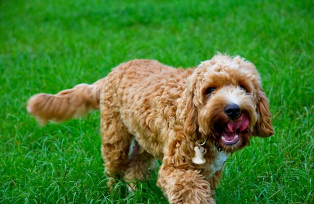 Dez dicas para treinar o seu cão a eliminar no local pretendido