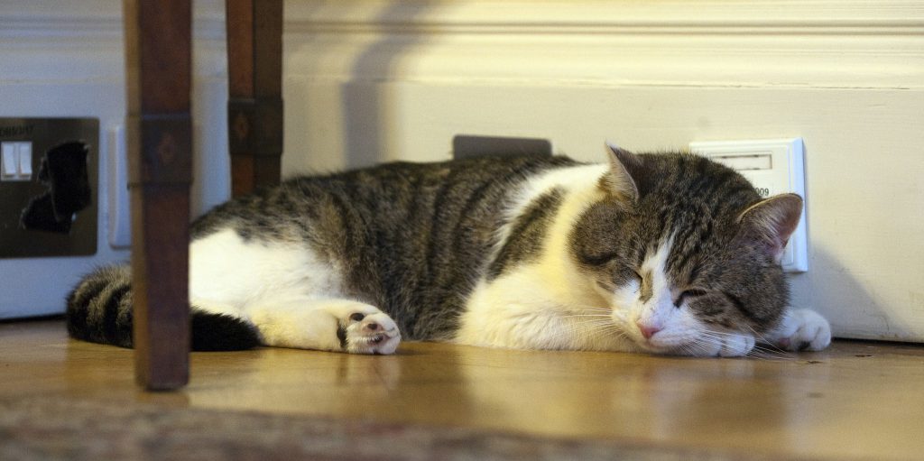 Dicas para quando o seu gato começa a ficar velhote