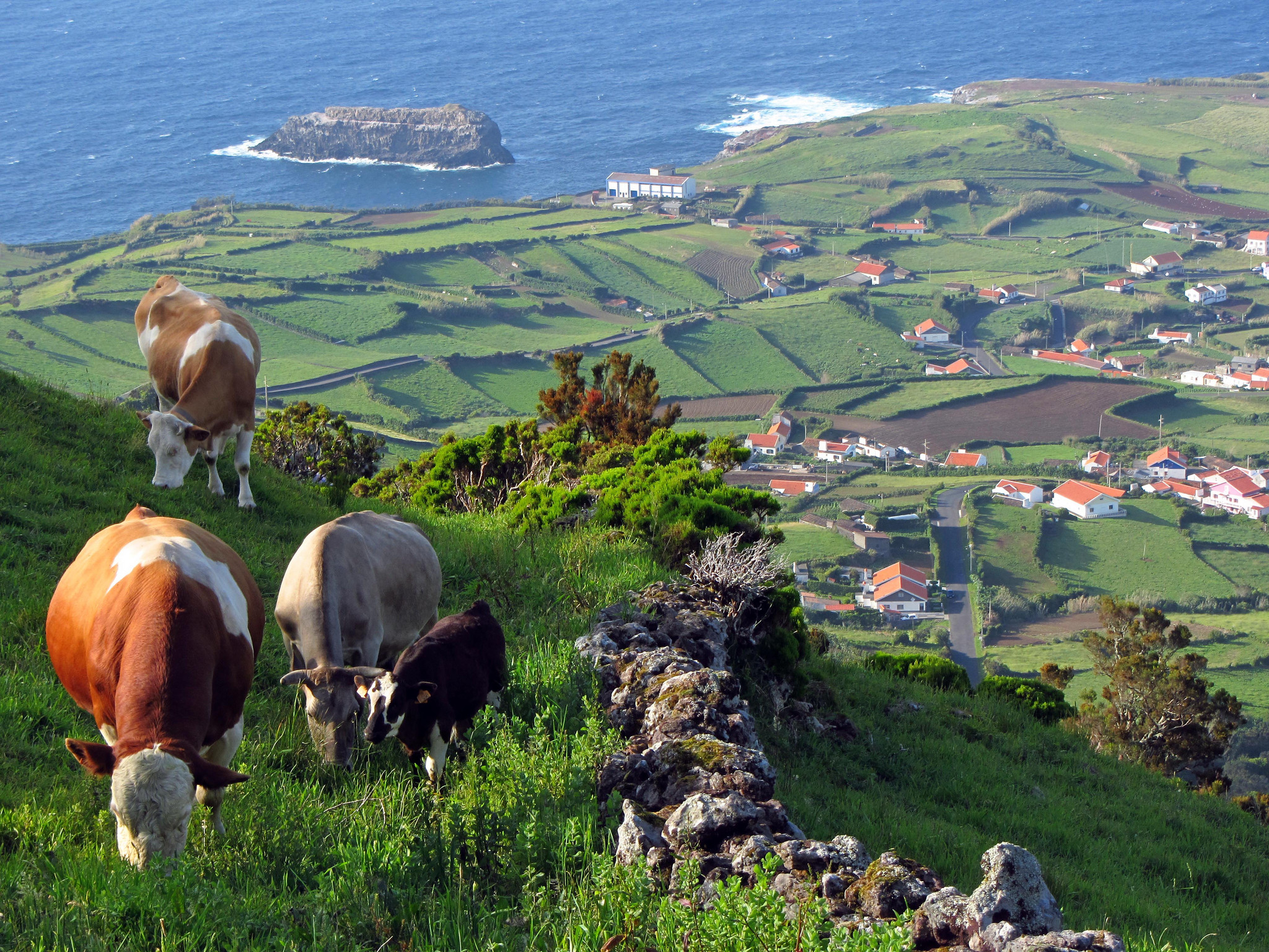 Dicionário de Vocabulário Açoriano - Açores